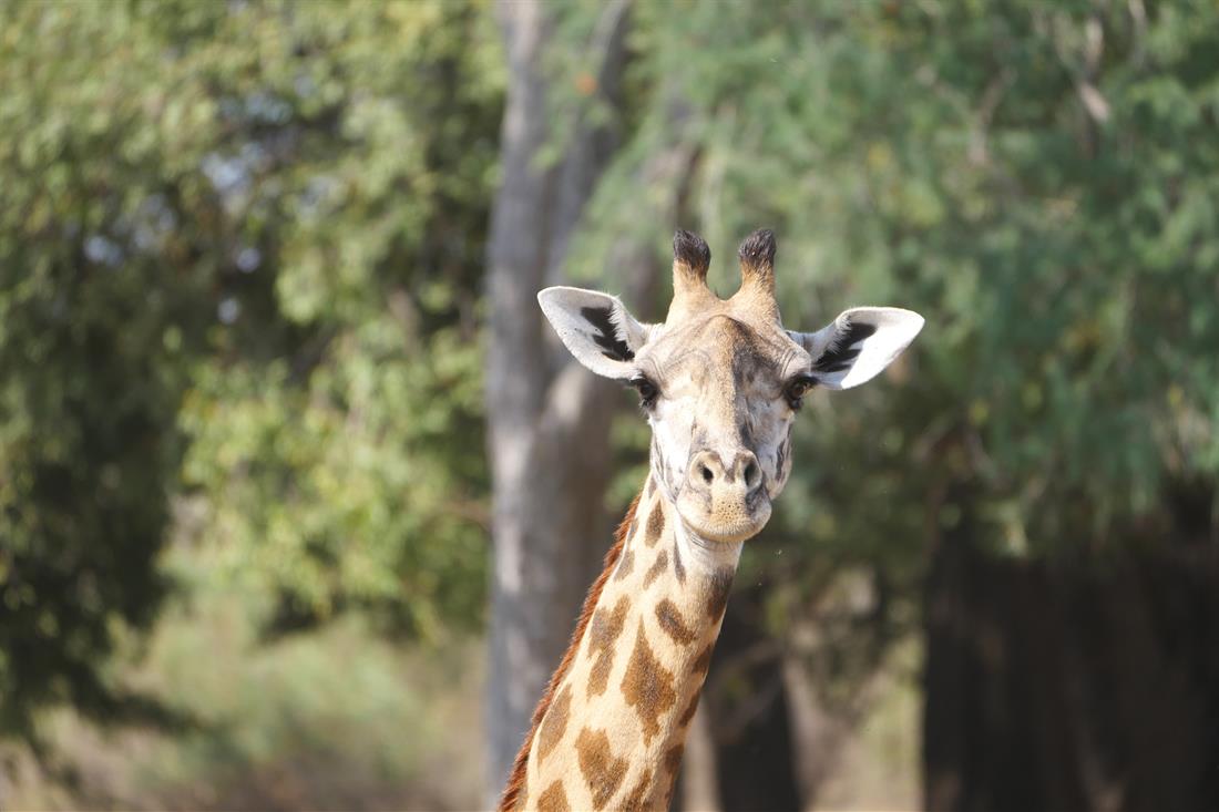 giraffe1_scheidt