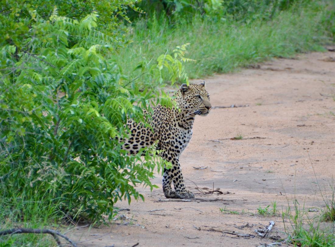 leopard8_kusber