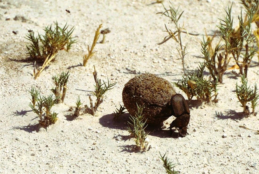 namibia wueste kalahari dung beetle