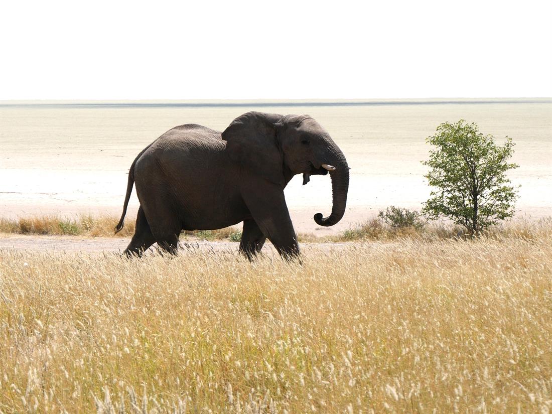namibia_etosha nationalpark_elefant_sch