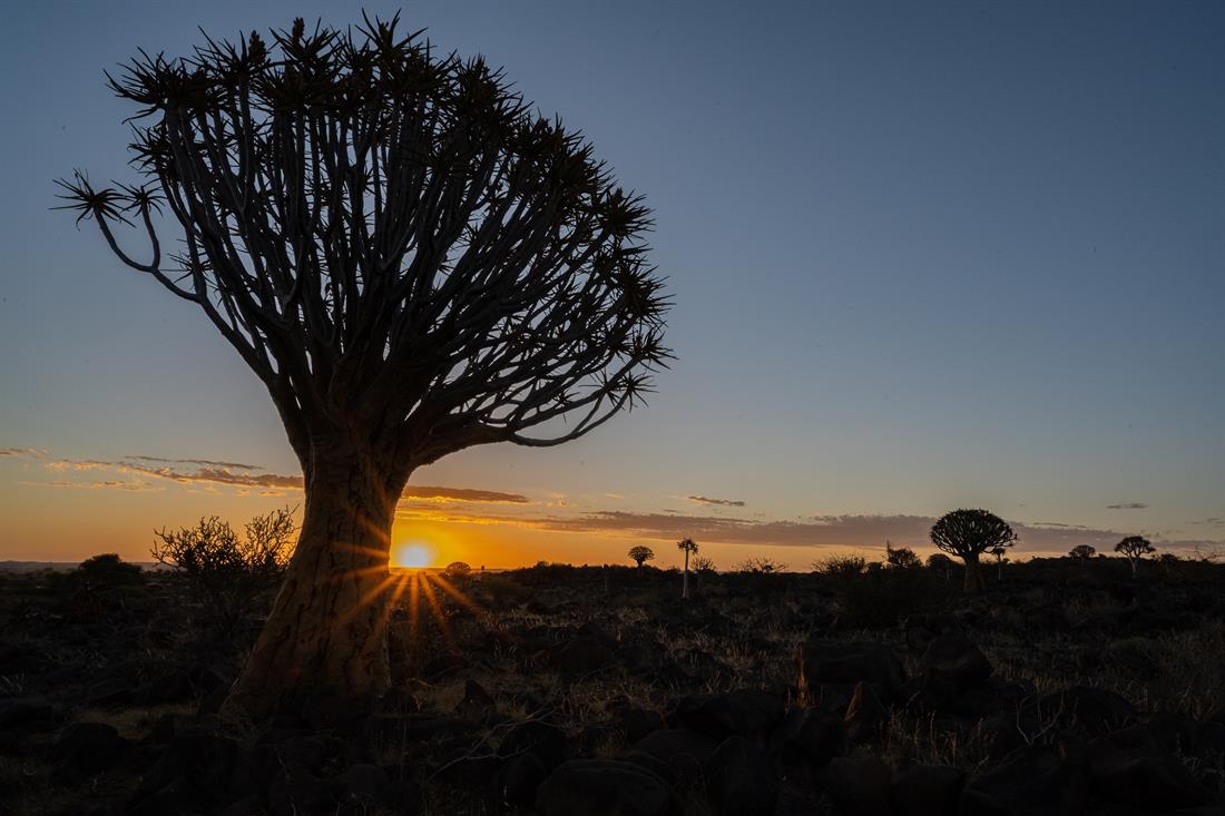 namibia_koecherbaum_landschaft_schlageter
