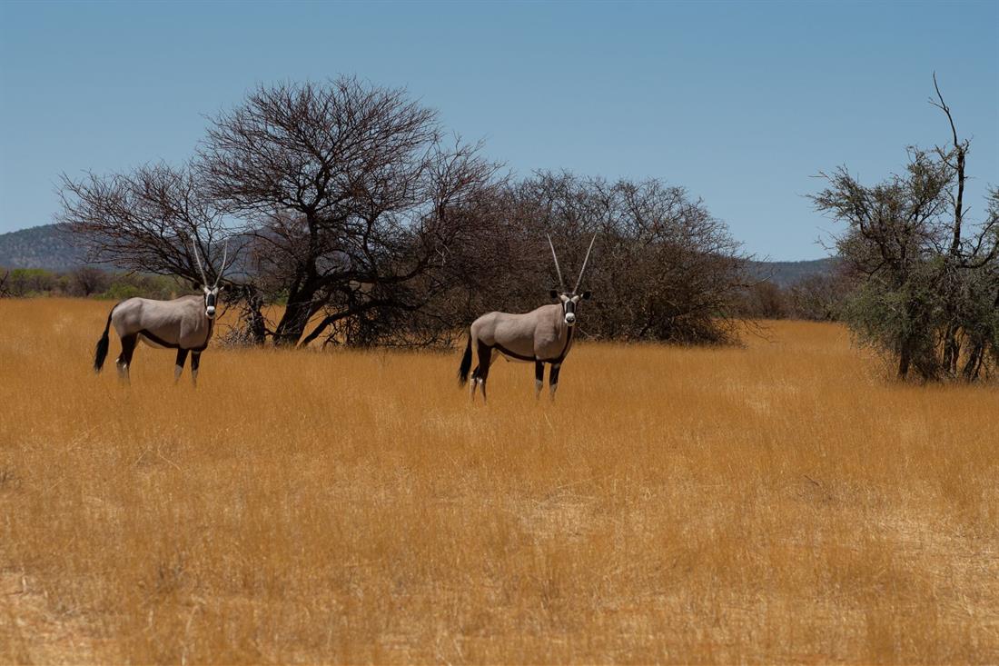 oryx_schlageter_web