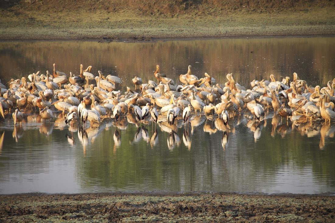 sambia safari pirschfahrt pelikane_sch