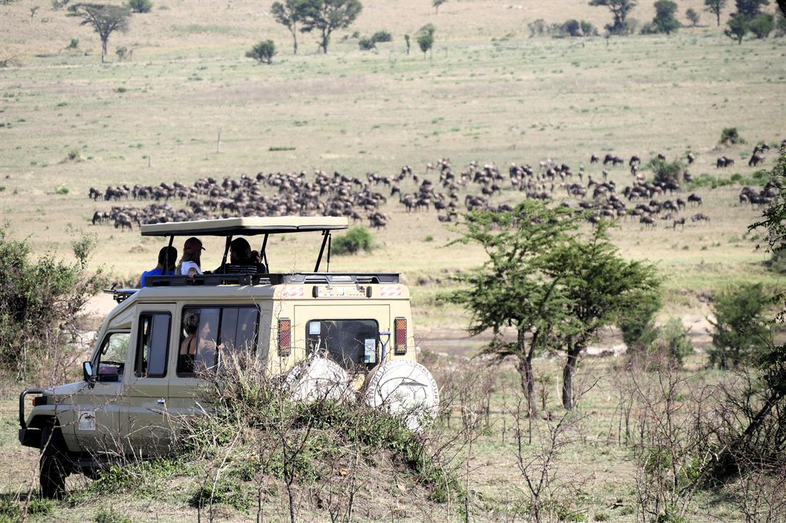 sambia_safari_gnuwanderung_pirschfahrt_sch