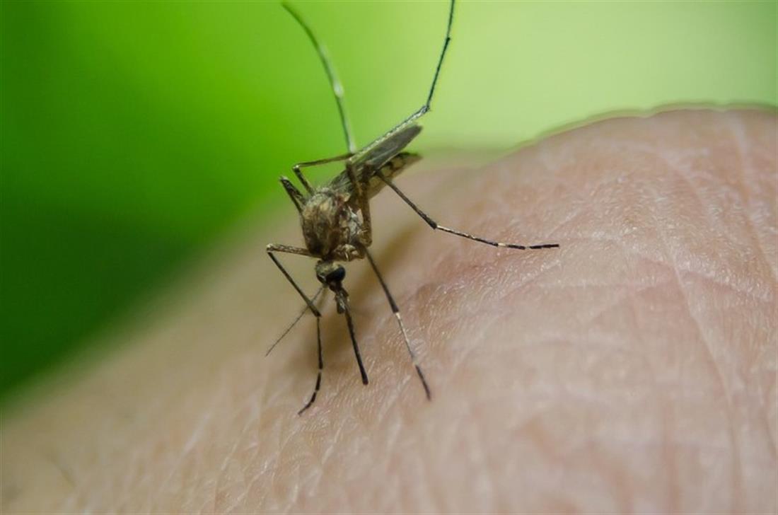 suedafrika malaria muecke