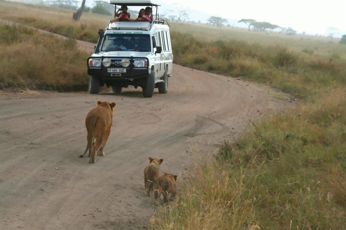 tansania safari pirschfahrt_sch