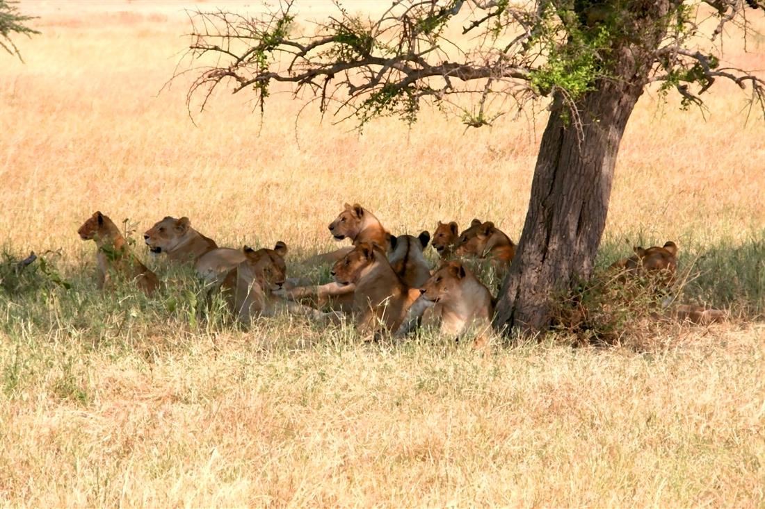 tansania safari serengeti scheidt