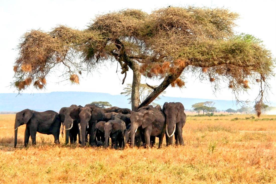 tansania_nationalparks_scheidt