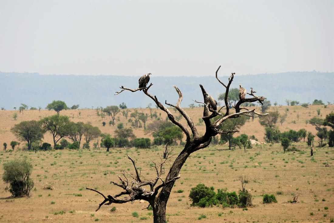 tansania_serengeti_geier_scheidt