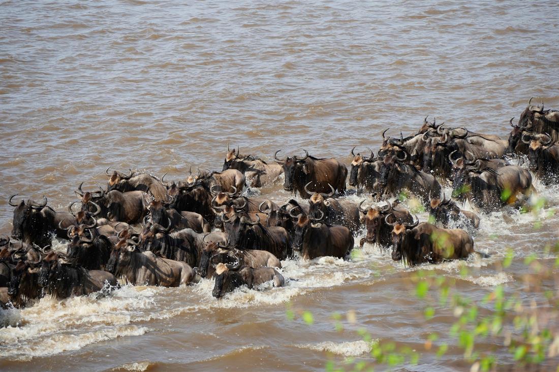 tansania_serengeti_migration_scheidt