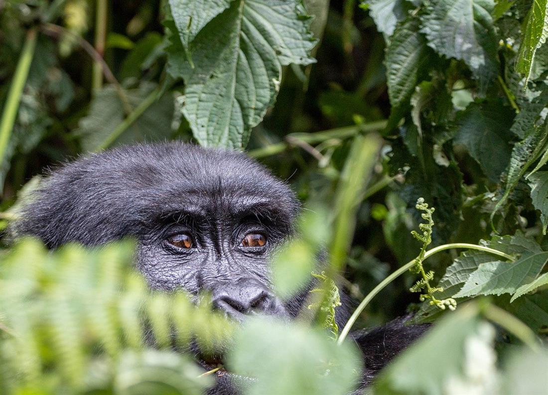 uganda gorilla trekking regenwald