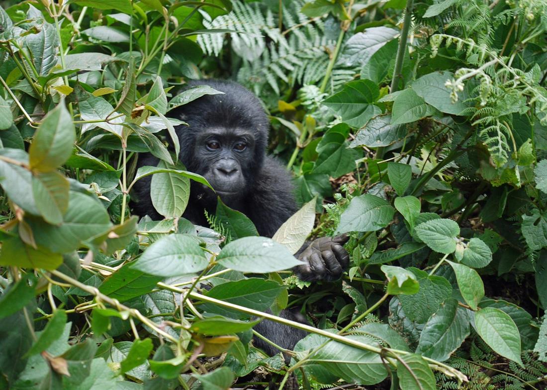 uganda gorilla trekking