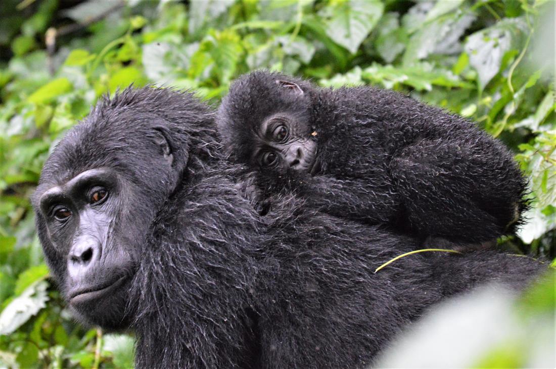 uganda_gorilla_gorillababy